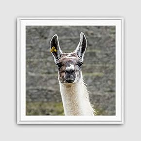 Framed Canvas Wall Art Alpaca Canvas Prints Home Artwork Decoration for Living Room,Bedroom - 16x16 inches