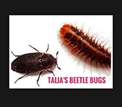 Amazon Com Talia S Beetle Bugs 1600 Dermestid Beetle Starter