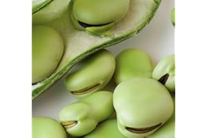 ISLA'S GARDEN SEEDS Aquadulce Fava Bean Seeds (Vicia faba) – 25 Non-GMO Heirloom Seeds by Isla’s Garden Seeds, Cold-Hardy Broad Bean for Fall and Spring Planting, Ideal for Raised Beds & Backyard Gardens