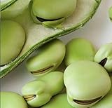 Aquadulce Fava Bean Seeds for Planting, 25 Premium