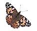 Insect Lore Deluxe Butterfly Garden with Live Cup of Caterpillars & Feeding Habitat Kit
