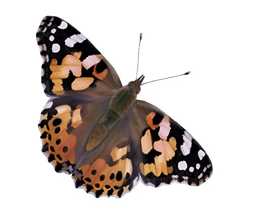 Two Cups of Caterpillars - Life Science & STEM Education - Butterfly Kit Refill – Painted Lady Butterflies – Includes Two Chrysalis Holding Logs Instructions - Butterfly Lifecycle Observation