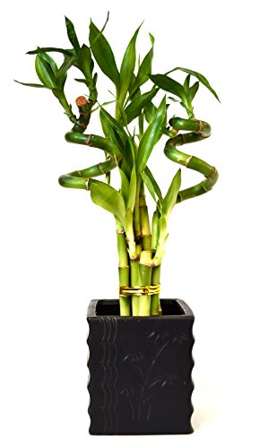 9GreenBox - Lucky Bamboo - Spiral Style with Diamond Ceramic Vase