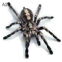 xxiaoTHAWxe 3D Car Sticker Simulation Animal Bumper Door Decor Scorpion Spider Lizard Decal - Black Spider