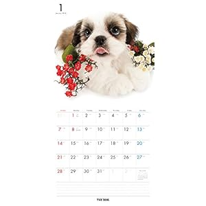 THE DOG Wall Calendar 2018 Shih Tzu