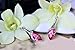 Aokdis (TM) Hot Womens Lady Crystal Marquise Cut Teardrop Wedding Earrings Gift (hot pink)