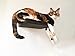 CatastrophiCreations Solid Wood Cat Shelf Handcrafted Wall-Mounted Cat Furniture, English Chestnut, 12