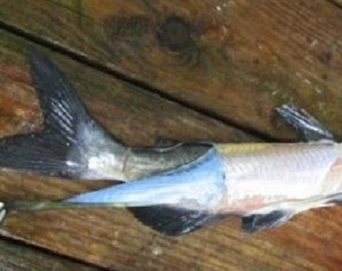 Myron Mixon Pit-Master Professional BBQ Rib Skinner and Catfish Skinner Pliers