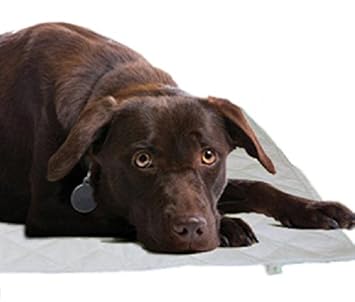Kerdynelle Magnetmatte zum Wohlbefinden des Hundes