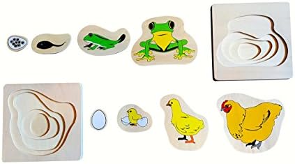 All Wood Frog and Chicken Life Cycle Educational Puzzle Set