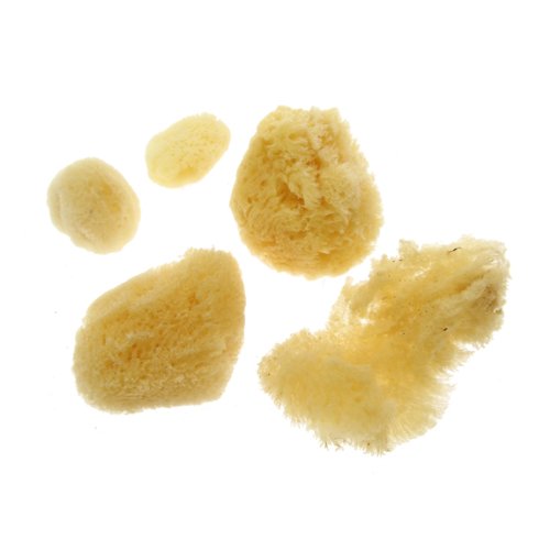 Artists' Natural Sea Sponges Assorted Sizes and Shapes Amazon.co.uk