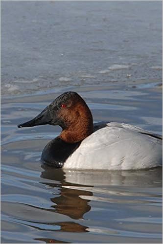 Canvasback Duck Aquatic Plants Blue Winged Teal