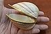 Cardium Pesodolima Sea Shell Trinket Box Purse