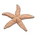 Nasco 9712121 Life/Form Fish Replica Rubber Stamp, Starfish, 7