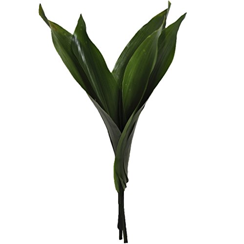 Fresh Cut Assorted Greenery - 120 Stems "20-24" long - Fillers to Make Floral Arrangements