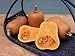 Butternut Squash ‘Honey Nut’