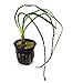SubstrateSource Crinum calamistratum Small African Onion Live Aquarium Plant