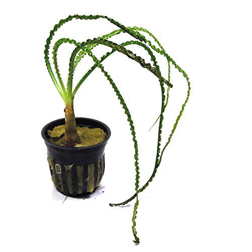 SubstrateSource Crinum calamistratum Small African Onion Live Aquarium Plant