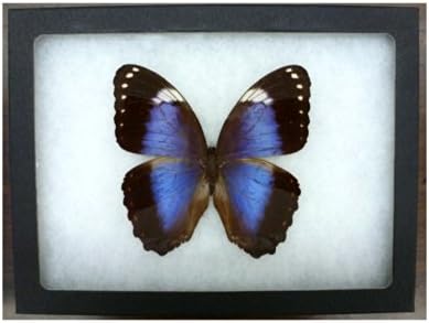 Violet Morpho Framed Butterfly โ Bargain Quality Riker Mount (8" x 6")