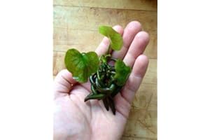 TRUBLU SUPPLY Banana Plant (Nymphoides Aquatica) Live Aquarium Plants BUY2GET1