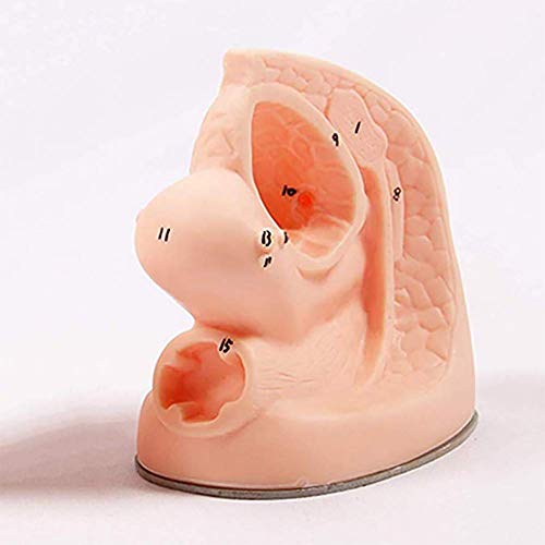 ZQDL Female Internal and External Catheterization Reproductive System Anatomy Model Medical Practice Traning Model Nursing Training