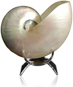 Pearl Chambered Nautilus With Lucite Display Stand 5 to 6 Inch - Beach Decor by Tumbler Home