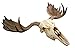 Resin Moose Skull Rustic Wall Head Mount 19 Inch