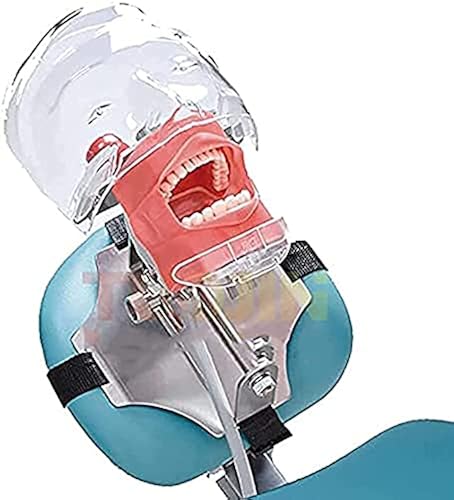 Dental Simulator Mannequin Head- YOUYA DENTAL Typodont Teeth Model Phantom Dexte