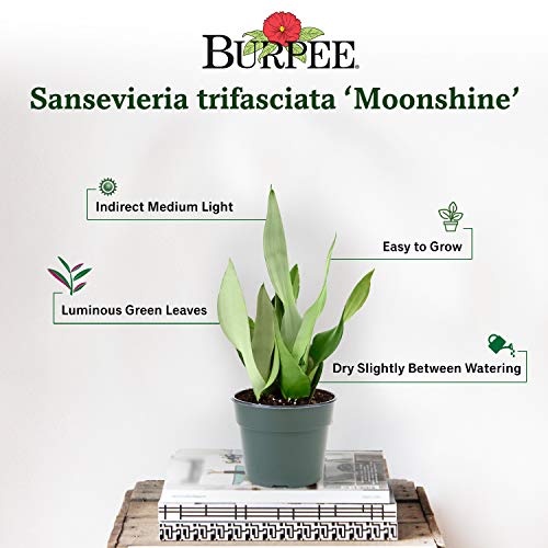 Burpee Sansevieria trifaciata Moonshine Snake Indirect Medium Light