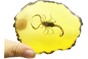 BETENSH Amber Fossils Insect Samples Artificial Amber Insect Specimen Pendant Stone Decoration Crystal Samples Collection Science Education Dragonflies, Cicadas, Scorpions, Butterflies (Scorpions)