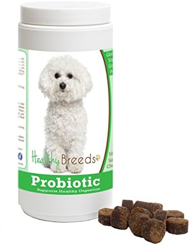 bichon frise bad breath