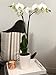 Color Orchids 851203007583 Live Blooming Double Stem Phalaenopsis, White Designer Vase