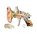 Famemaster 4D-Vision Human Ear Anatomy Model Multi-colored, 10