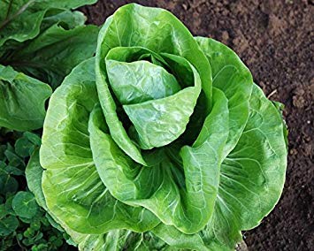 Fash Lady 600+SUGAR LOAF ENDIVE Seeds CHICORY Lettuce Sprouts ORGANIC Non-GMO Spring/Fall