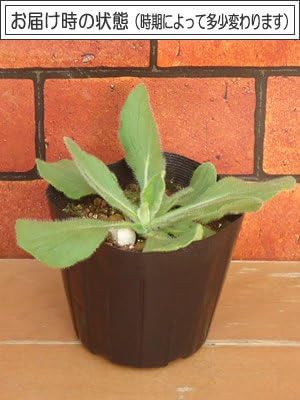 Amazon 宿根草 ルドベキア プレーリーサン １株 花