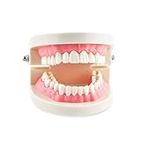 Carejoy Carejoy Dental Dentist Child Kid Teeth Gums Standard Tooth Teaching Model