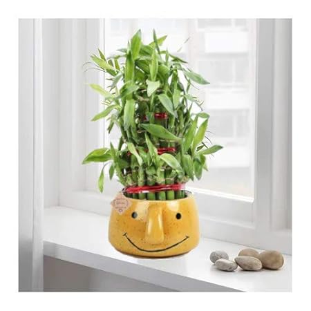 Abana Homes Bamboo Plant Indoor With Pot - 3 Layer Lucky Bamboo Plant With Smiley Ceramic Pot - Best Gift