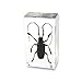 REALBUG Asian Longhorned Beetle Paperweight (1 5/8 x 2 7/8 x 1)