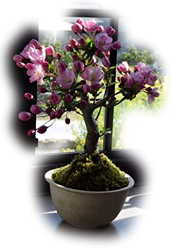 ハナカイドウ盆栽 ミニ盆栽