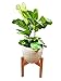 Plant Stand /13
