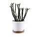 T4U 3.5 Inch Ceramic White Round Simple Design Succulent Plant Pot/Cactus Plant Pot with Free Bamboo Tray