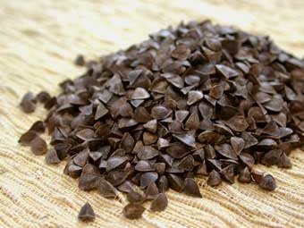 Premium Buckwheat Seed 5lbs. By Old Cobblers Farm