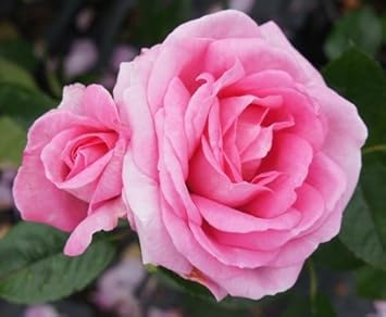 rose called mum in a million