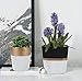 LA JOLIE MUSE Ceramic Modern Flower Pots Indoor – 5.5 Inch Pack 2 Round & Square Herb Orchid Cactus Succulent Planter Pots with Drainage Hole and Gold Detailing