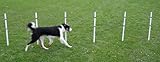 Affordable Agility Stick in the Ground 6 Pole Weave