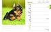 Yorkshire Terriers 2018 6 x 7.75 Inch Weekly Engagement Calendar, Animals Small Dog Breeds Terrier Puppies