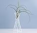 Pack of 2 Tabletop Metal Air Plant Holders Air Plant Stands Air Plant Containers Air Plant Racks Tillandsia Stands Tillandsia Holders Tillandsia Racks (White)thumb 3