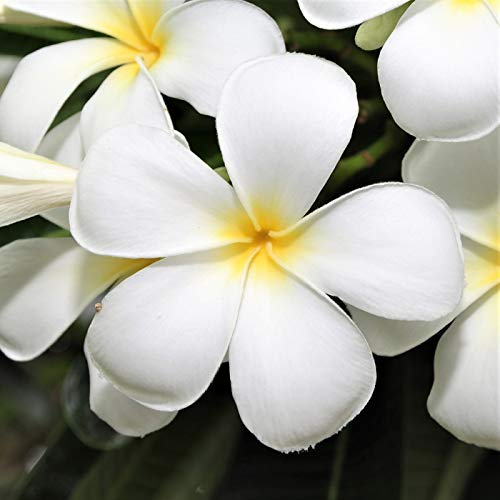 Kanoa Hawaii Hawaiian White Plumeria Plant Cutting Grow Hawaii