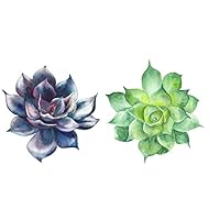 2 Pack Succulent Watercolor Sticker Decal 3" x 3" Decorative for Laptop Waterbottle Phone etc.