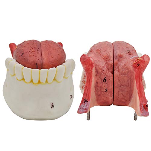 Medical Throat Model Anatomy Skeleton, Magnified Human Larynx Anatomical Models with Tongue - Thumbnail 2